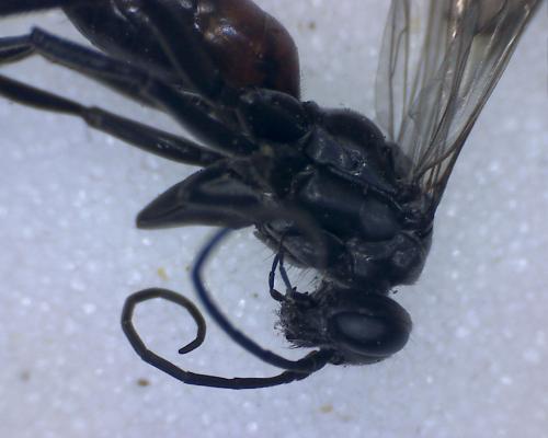 Réf. 290 567 : Caliadurgus fasciatellus